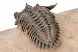 Metacanthina Trilobite With Reedops - Excellent Prep #209624-5